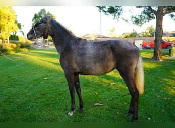 Andalusier, Stute, 2 Jahre, 152 cm, Schimmel