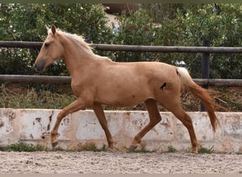Andalusier, Stute, 2 Jahre, 156 cm, Palomino