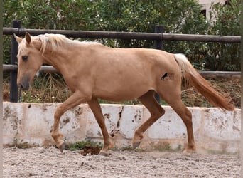 Andalusier, Stute, 2 Jahre, 156 cm, Palomino
