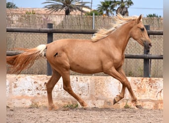 Andalusier, Stute, 2 Jahre, 156 cm, Palomino