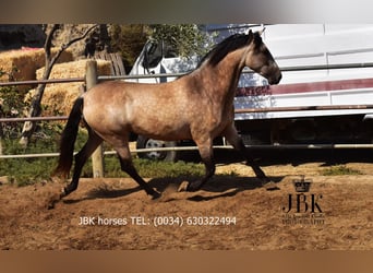Andalusier Mix, Stute, 2 Jahre, 157 cm, Falbe