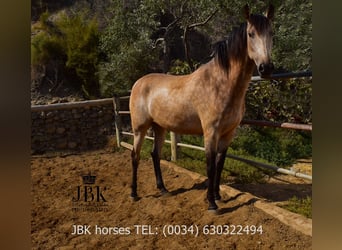Andalusier Mix, Stute, 2 Jahre, 157 cm, Falbe
