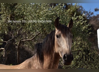 Andalusier Mix, Stute, 2 Jahre, 157 cm, Falbe