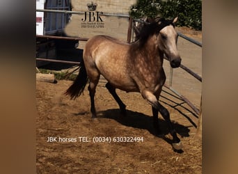 Andalusier Mix, Stute, 2 Jahre, 157 cm, Falbe