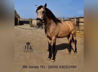 Andalusier, Stute, 2 Jahre, 157 cm, Falbe