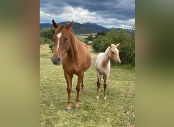 Andalusier, Stute, 2 Jahre, 157 cm, Palomino