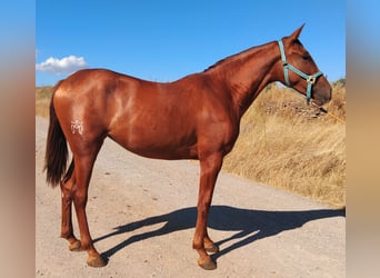 Andalusier, Stute, 2 Jahre, 158 cm, Fuchs