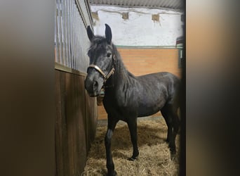 Andalusier Mix, Stute, 2 Jahre, 158 cm, Rappe