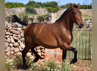 Andalusier, Stute, 2 Jahre, 160 cm, Brauner