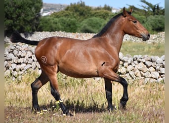 Andalusier, Stute, 2 Jahre, 160 cm, Brauner