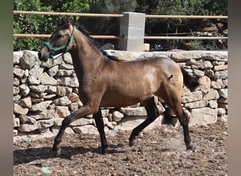 Andalusier, Stute, 2 Jahre, 160 cm, Falbe