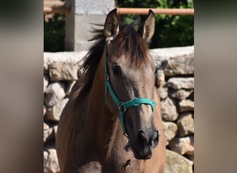 Andalusier, Stute, 2 Jahre, 160 cm, Falbe