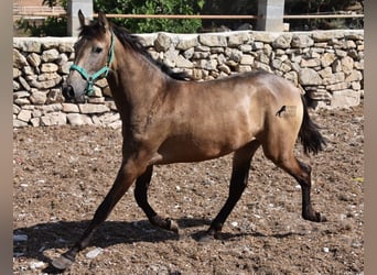 Andalusier, Stute, 2 Jahre, 160 cm, Falbe