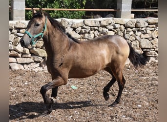Andalusier, Stute, 2 Jahre, 160 cm, Falbe