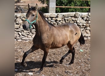 Andalusier, Stute, 2 Jahre, 160 cm, Falbe