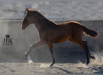 Andalusier, Stute, 2 Jahre, 160 cm, Kann Schimmel werden