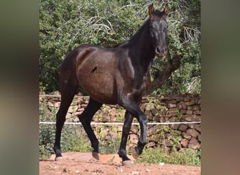 Andalusier, Stute, 2 Jahre, 160 cm, Rappe