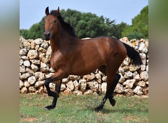 Andalusier, Stute, 2 Jahre, 162 cm, Brauner
