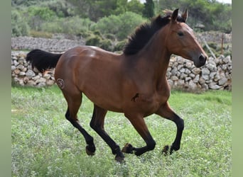 Andalusier, Stute, 2 Jahre, 162 cm, Brauner