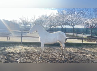 Andalusier, Stute, 2 Jahre, 162 cm