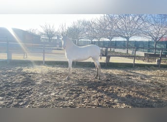 Andalusier, Stute, 2 Jahre, 162 cm