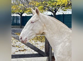 Andalusier, Stute, 2 Jahre, 162 cm