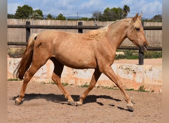 Andalusier, Stute, 2 Jahre, 162 cm, Palomino