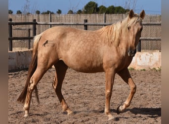 Andalusier, Stute, 2 Jahre, 162 cm, Palomino