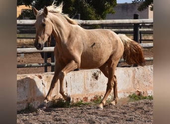 Andalusier, Stute, 2 Jahre, 162 cm, Palomino