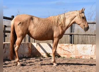 Andalusier, Stute, 2 Jahre, 162 cm, Palomino
