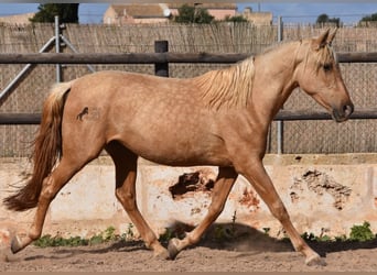 Andalusier, Stute, 2 Jahre, 162 cm, Palomino