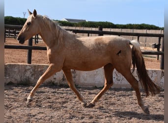 Andalusier, Stute, 2 Jahre, 162 cm, Palomino