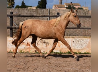 Andalusier, Stute, 2 Jahre, 162 cm, Palomino