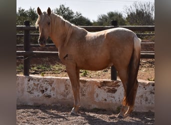 Andalusier, Stute, 2 Jahre, 162 cm, Palomino