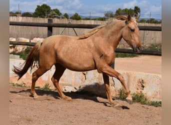 Andalusier, Stute, 2 Jahre, 162 cm, Palomino