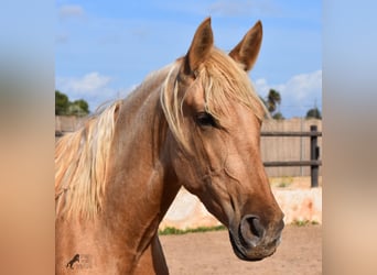 Andalusier, Stute, 2 Jahre, 162 cm, Palomino