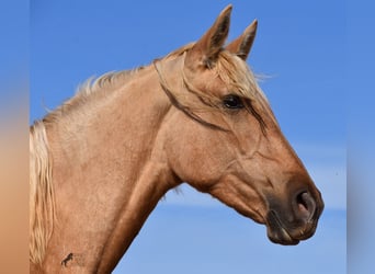 Andalusier, Stute, 2 Jahre, 162 cm, Palomino