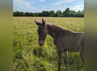 Andalusier, Stute, 2 Jahre, 162 cm, Pearl