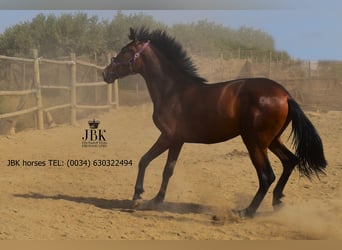 Andalusier, Stute, 2 Jahre, 164 cm, Brauner