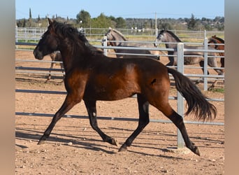 Andalusier, Stute, 2 Jahre, 170 cm, Rappe