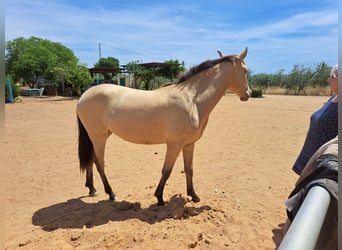 Andalusier Mix, Stute, 2 Jahre, Cremello