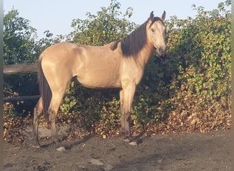 Andalusier, Stute, 2 Jahre, Falbe