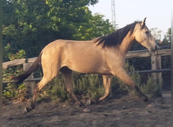 Andalusier, Stute, 2 Jahre, Falbe