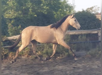 Andalusier, Stute, 2 Jahre, Falbe