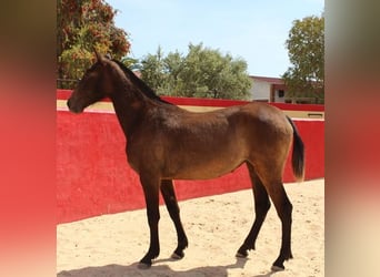 Andalusier, Stute, 2 Jahre, Rotbrauner