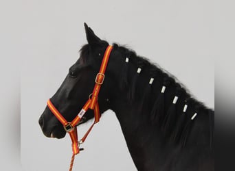 Andalusier, Stute, 3 Jahre, 152 cm, Rappe