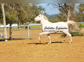 Andalusier, Stute, 3 Jahre, 153 cm, Cremello