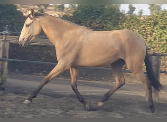 Andalusier, Stute, 3 Jahre, 153 cm, Falbe