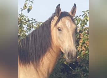 Andalusier, Stute, 3 Jahre, 153 cm, Falbe