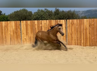 Andalusier, Stute, 3 Jahre, 154 cm, Buckskin